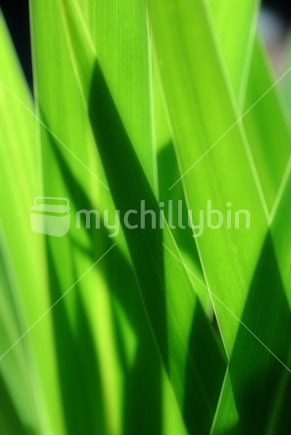 Close up of flax leaves