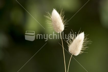 Bunny Tails blowing in the breeze