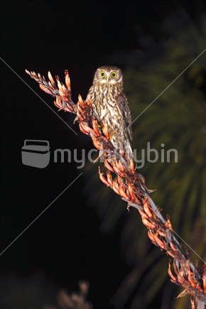 Morepork in Flax