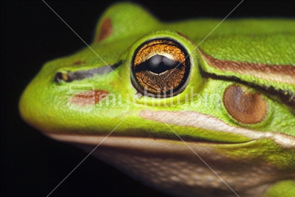 Bell Frog Close Up