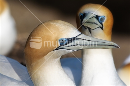 Gannets, closeup, Muriwai, New Zealand.