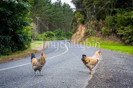 Two chickens crossing a rural road, New Zealand