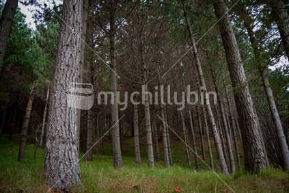 Rows of tall trees in a forest
