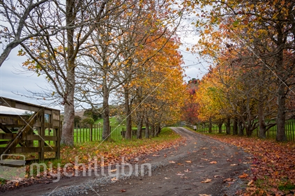 Tree-lined rural driveway in autumn