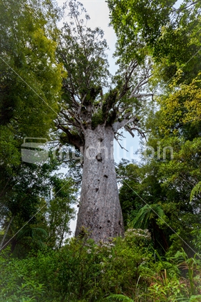 Tane Mahuta "Lord of the Forest" New Zealand's largest living Kauri Tree, located in the Waipoua Forest, Northland.