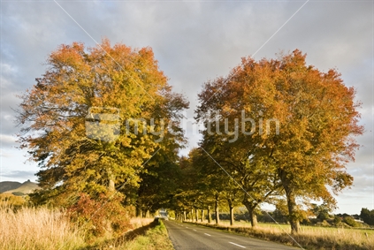 Avenue of autumn trees along a country road
