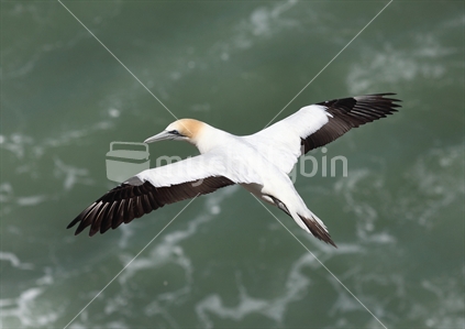 A gannet captured soaring over the sea at Muriwai, New Zealand