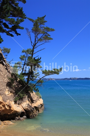 A perfect day on Kawau Island north of Auckland.  Blue sea, blue sky and a lone tree hanging on the edge of it all....