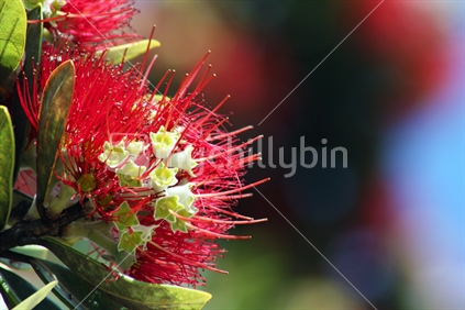 Close up of pohutukawa flower on a bright summer's day in the Far North