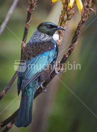 The tui (Prosthemadera novaeseelandiae) is an endemic passerine bird of NZ. It is one of the largest members of the diverse honeyeater family. The name tui is from the Maori language.