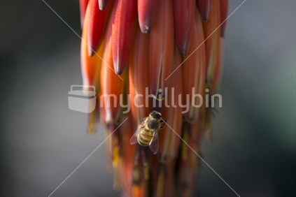 Honeybee rests on flower