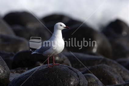 Sea Gull standing on a rock