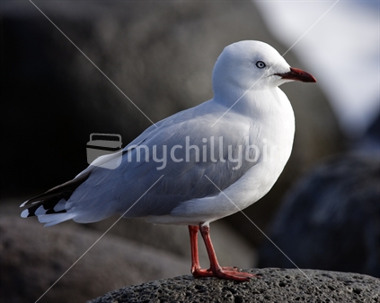Sea Gull standing on a rock
