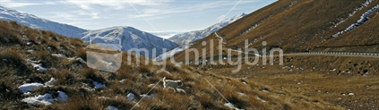 Panoramic of public highway through tussock covered hills on Crown Range, Central Otago, South Island.