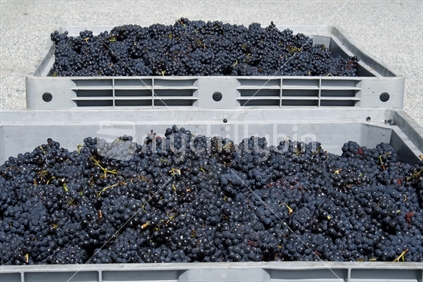 Bushels of black grapes, picked ready for processing at a winery.