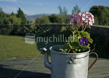 An old aluminium teapot planted with geranium and pansy as decoration on outdoor table.