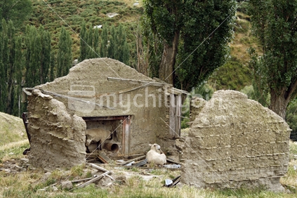 Ruins of an old mud brick house being used by sheep for shelter from the hot Central Otago sun.
