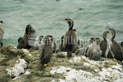 A flock of Little blue spotted shags, resting on a rock in Southland. 