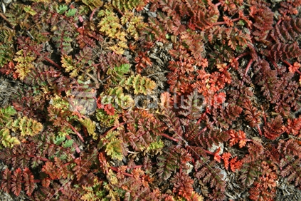Textures and colours of small yarrow plants.