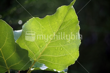 Sunlight through a semi transparent poplar leaf, showing detail of raindrops.