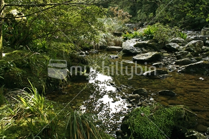 Sunlight on a rocky stream surrounded with natural plant growth and bush.