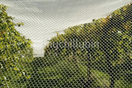 Bird netting protecting ripe bunches of grapes before harvest.