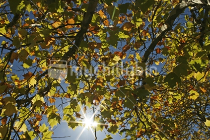 Colours of autumn leaves with blue sky and sun starburst.