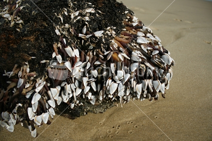 Driftwood covered with masses of live barnacles, washed ashore with the tide.