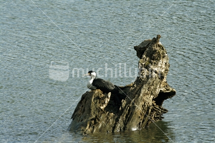 A small black and white cormorant or shag, resting on a log surrounded by water.