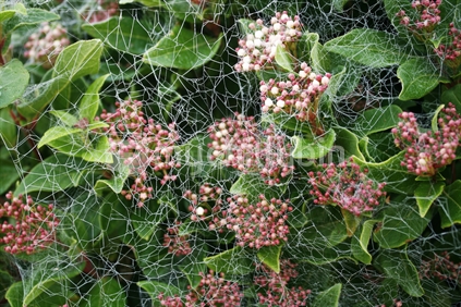 The lacy pattern of a dewy spiders web, covering a bush.