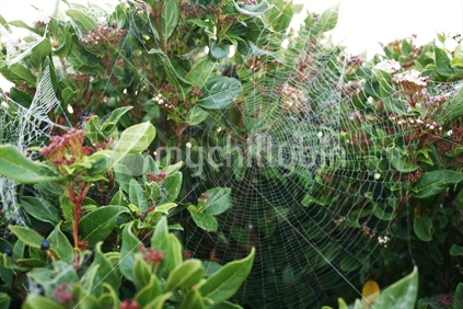 The lacy pattern of a dewy spiders web, covering a bush.
