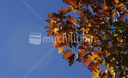 Beautiful autumn colours of oak leaves, with brilliant blue sky.
