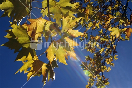 Rainbow coloured sunflare through bright autumn leaves with blue sky background.