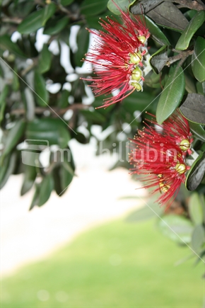 Two bright red pohutukawa flowers on a tree beside the beach, growing only in North Island of New Zealand