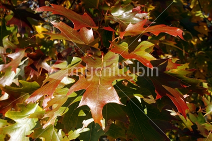 Colourful branches of autumn oak leaves. 