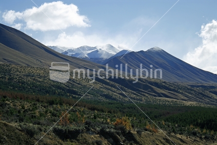 Undulating land along the side of a hill, with snow capped Southern Alps in the distance.