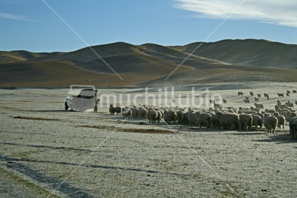 Sheep following a farmer''s ute while feeding out on a cold frosty morning in Central Otago.