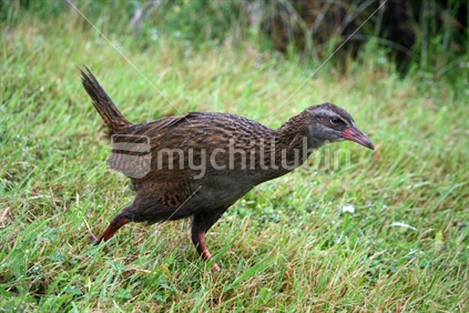 Closeup of a weka walking along the grass verge of a road in the South Island.