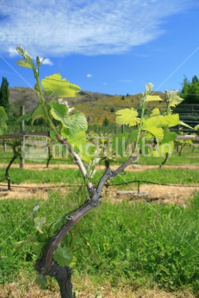 A single grapevine plant with spring growth and young grapes in Central Otago.
