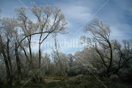 Silver birch trees covered in hoarfrost, Central Otago.