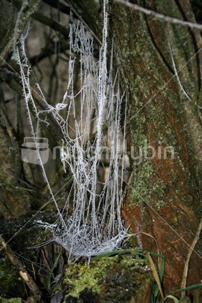 Delicate spiders webs, covered with hoar frost crystals in Central Otago, South Island, New Zealand.