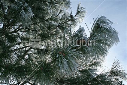 A pinetree and cones heavily laden with hoar frost.