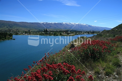 Wild flowers growing all over the banks. Looking toward Cromwell and the Pisa Range from the main highway between Alexandra and Cromwell, New Zealand