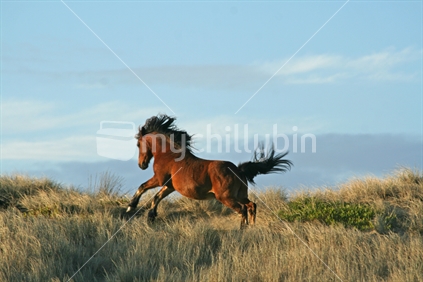 The lead stallion of a herd of Aupouri Forest horses, putting on a show of strength. 90 Mile Beach, Northland, New Zealand.