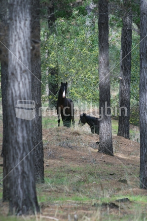 Aupouri Horses that roam wild in Aupouri Forest, Northland.