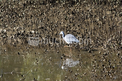 A blue heron fishing in a tidal estuary amongst the mangroves, Northland.