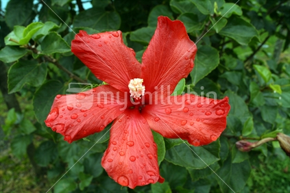 A beautiful bright red hibiscus flower, speckled with raindrops. 