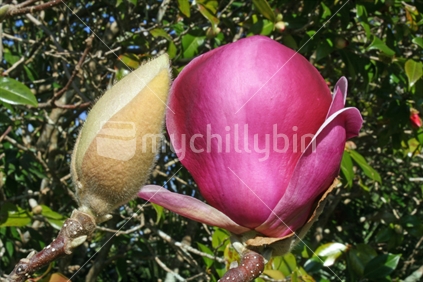 A fluffy magnolia bud and mature flower.
