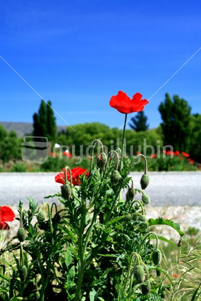 A self seeded red poppy growing wild in gravel, on the side of a road in Alexandra, Central Otago. New Zealand