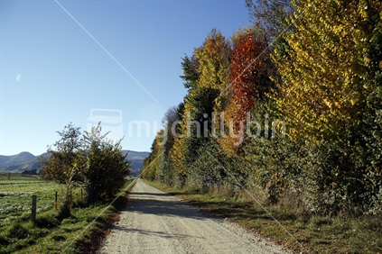 An avenue of brightly coloured trees, Autumn in Central Otago.